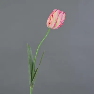 Produktbild von artplants.de Künstliche Papageientulpe Uakari, rosa-Creme-grün, 65cm, Ø6cm - Kunst Papageientulpe