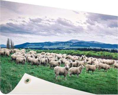Produktbild von Gartenposter - 60x40 cm - Herde von Schafen Fotodruck  - Modernes Wandbilder - NutzTierposter