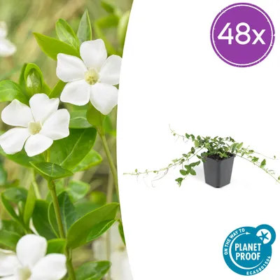 Produktbild von Vinca minor 'Alba' | 48 Stück - 10-25cm - Ø9cm - Gartenpflanze