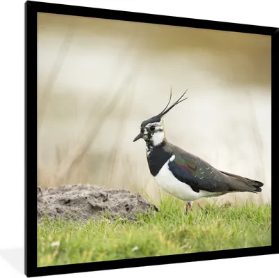 Produktbild von MuchoWow® Gerahmtes Poster Vogel - Gras - Tiere - Natur - Kiebitz 40x40 cm - Poster mit Schwarzem Bilderrahmen Wandposter Rahmen Foto Bilder - Mit Rahmen - Wanddekoration Schlafzimmer