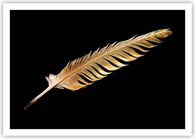 Produktbild von Poster - Poster ohne Rahmen - Golden Feder Schwarz - 100x70 cm - Wand Bild - Wanddeko - Wandbilder - Kunstposter - Wandposter - Bilder - Kunstdruck - Wanddekoration - Wandbild - P2XAA100x70-4887