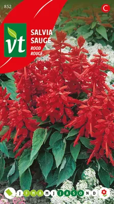 Immagine prodotto di Semi di Salvia Splendens Red - Circa 0,5 gr | VT_852
