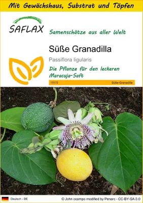 Produktbild von SAFLAX Anzucht Set - Süße Granadilla - Passiflora ligularis - 20 Samen - Mit Mini-Gewächshaus, Anzuchtsubstrat und 2 Töpfen