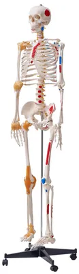 Produktbild von Menschliches Skelett Modell für Anatomie, 182 cm Lebensgröße, Genaues PVC Anatomie Skelett Modell mit Bändern, Beweglichen Armen, Beinen & Kiefer