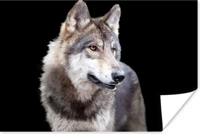 Produktbild von MuchoWow® Poster Grauer Wildwolf 90x60 cm - Schlafzimmer