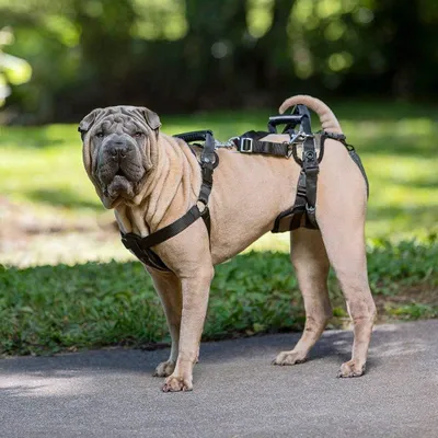 Productafbeelding van Petsafe CareLift Support Harnas Medium
