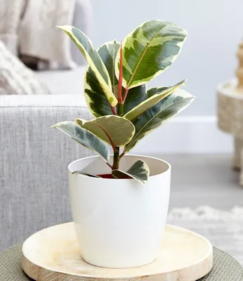 Produktbild von BALDUR Garten Weißbunter Gummibaum, 1 Pflanze, Zimmerpflanze, Ficus elastica tineke, Grünpflanze, mehrjährig - frostfrei halten, pflegeleicht, Wasserbedarf gering, robust