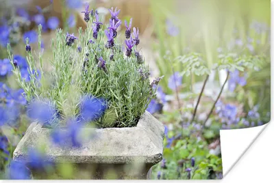 Produktbild von MuchoWow® Poster Nahaufnahme von Lavendel in einem Garten 120x80 cm - Bilder