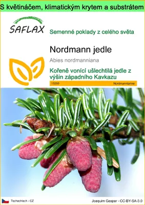 Obrázek produktu pro SAFLAX Garden to go - Nordmann jedle - Abies nordmanniana - 20 Semena - S květináčem, klimatickou poklicí a pěstebním substrátem