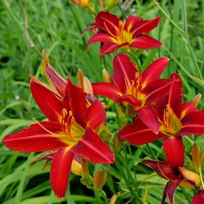 Productafbeelding van Hemerocallis 'Sammy Russell' – Dagelijlie, 5 kale planten
