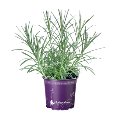 Produktbild von Curry-Kraut        Helichrysum augustifolia
