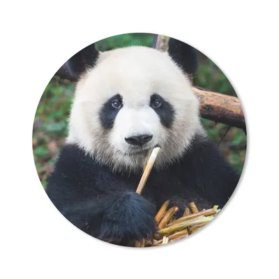 Produktbild von MuchoWow® Mauspad Mousepad Panda - Bambus - Natur 50x50 cm - Mousepads - Maus Mat - Pad - Mausunterlage - Vinyl