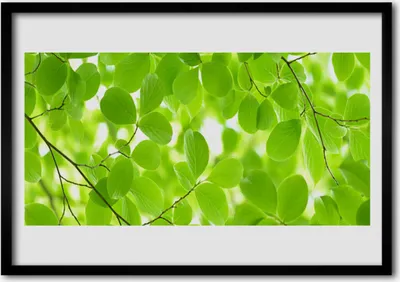 Produktbild von Bild 70x50 MDF-Rahmen Wandkunst Blätter Natur