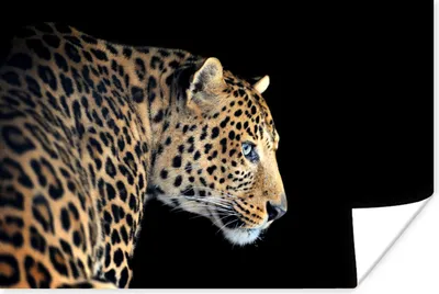 Produktbild von MuchoWow® Poster Leopard - Profil - Schwarz 60x40 cm - Schlafzimmerdekoration
