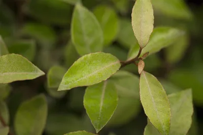 Produktbild von Elaeagnus ebbingei, immergrün, silbrig-grün, 60–80 cm