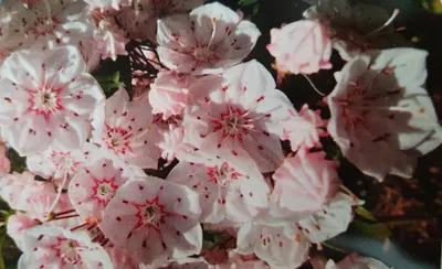 Produktbild von Lorbeerrose - Berglorbeer Zebulon - Kalmia latifolia Zebulon - 30-40cm