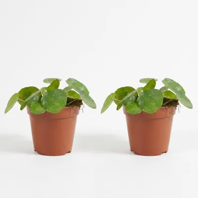 Produktbild von 2er-Set Pilea Peperomioides Sugar, Ufopflanze, 10-20 cm, Topf 12 cm, KI-generiertes Bild