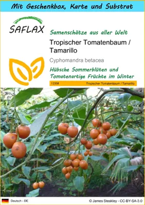 Produktbild von SAFLAX Geschenk Set - Tropischer Tomatenbaum / Tamarillo - Cyphomandra betacea - 50 Samen - Mit Geschenkbox, Versandaufkleber, Geschenkkarte und Anzuchtsubstrat