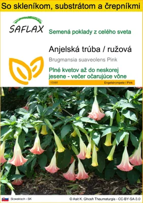 Obrázok produktu pre SAFLAX Kultivačný set - Anjelská trúba / ružová - Brugmansia suaveolens Pink - 10 Semená - S mini skleníkom, pestovateľským substrátom a 2 črepníkmi