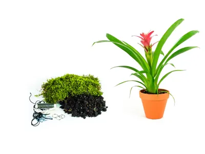 Obrázok produktu pre Gardners Kokedama "Vyrob si sám" Guzmania (M)