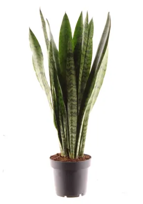 Produktbild von Sansevieria zeylanica 45cm Zimmerpflanze