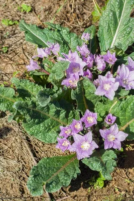 Produktbild von Alraune, Herbstblühende - 10 Samen