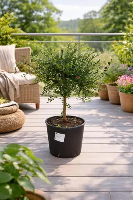 Immagine prodotto di Lime australiano 60–70 cm – Lime caviale (Microcitrus australasica) – Albero di agrumi esotico con frutti simili al caviale per balconi e giardini