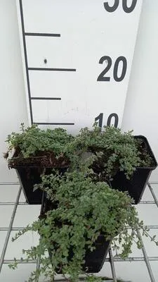 Obrázek produktu pro 6 x Thymus praecox 'Pseudolanuginosus' - Tymián - květináč 9 x 9 cm