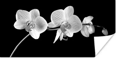 Produktbild von MuchoWow® Poster Orchidee - Blumen - Schwarz - Rosa - Knöpfe 80x40 cm - Wanddeko