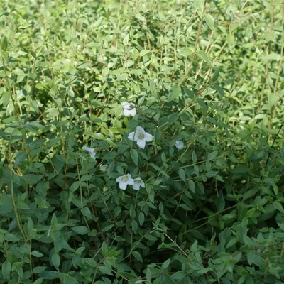 Produktbild von Philadelphus microphyllus - Kleinblättriger Pfeifenstrauch 60-80