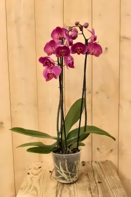 Productafbeelding van Vlinderorchidee Twee Takken roze 60 cm Phalaenopsis Warentuin Natuurlijk