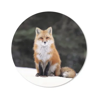 Produktbild von MuchoWow® Mauspad Mousepad Fuchs - Schnee - Rot 20x20 cm - Mousepads - Maus Mat - Pad - Mausunterlage - Schreibtischmatte