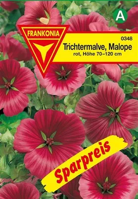 Produktbild von Trichtermalve Malope
