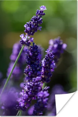 Produktbild von MuchoWow® Poster Nahaufnahme von Lavendel vor einem grünen Hintergrund 120x180 cm - Kunstposter