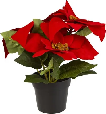 Produktbild von Weihnachtsstern im Topf rot - ca. 24 cm