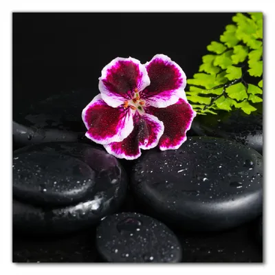 Produktbild von Wallario selbstklebende Möbelfolie/ Tischdecke für Innen und Außen, Größe: 90 x 90 cm - Geranienblüte auf schwarzen Steinen, benetzt mit Wassertropfen