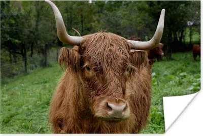 Produktbild von MuchoWow® Poster Schottische Hochlandrind - Tiere - Gras 180x120 cm - Fotoplakat