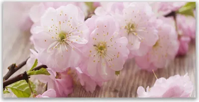 Produktbild von Tulup Leinwand-Bilder 140x70 Wandbild Canvas Kunstdruck Zweig Blumen Pflanzen