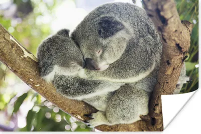Produktbild von MuchoWow® Poster Koala - Jung - Zweig 120x90 cm - Wandbild