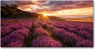 Produktbild von Tulup Glas-Bild -140x70- Wandkunst Dekorative Wand für Küche & Wohnzimmer - Landschaften - Lavendelfeld - Lila