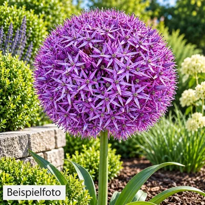 Produktbild von Staude Riesenlauch Allium Giganteum Zierlauch