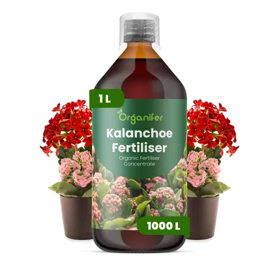 Obrázok produktu pre Kalanchoe – Tekuté hnojivo 1 L – 2-1-8 NPK – Vhodné pre kalanchoe – Podporuje silné kvitnutie, kompaktný rast a zdravé korene – Organický produkt