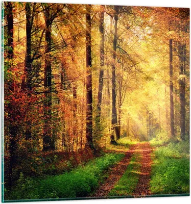 Produktbild von Bilder auf glas - Wald Baum Natur - 60x60cm - Glasbilder - Wandbilder - Kunstdruck - zum Aufhängen bereit - Wanddekoration aus Glas - Glas Bilder - Wandbild auf Glas - Einteilig - GAC60x60-3718