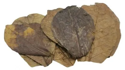 Productafbeelding van CeramicNature Catappa bladeren M 15-20 cm | natuurlijke waterverbeteraar voor zoetwateraquarium, en decor voor terraria 15 stuks