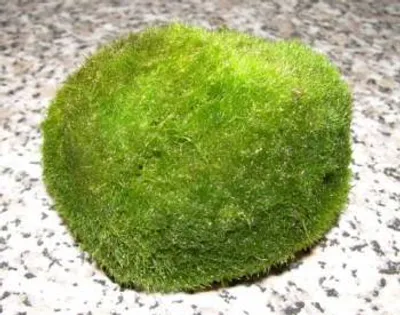 Produktbild von 3 Mooskugeln Aquarium 4-6cm Cladophora aegagrophila