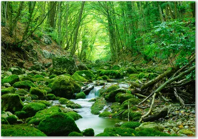 Produktbild von Tulup® Leinwandbild - 100x70 cm - Wandkunst - Drucke auf Leinwand - Leinwanddruck  - Landschaften - Grün - Bach im Wald
