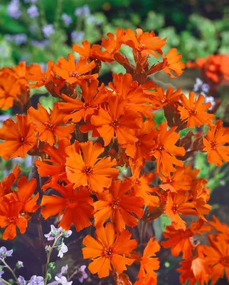 Produktbild von Lychnis x arkwrightii 'Vesuvius', leuchtend orange, ca. 9x9 cm Topf