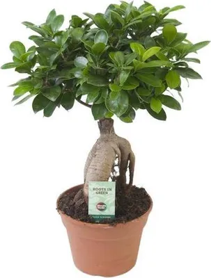 Obrázok produktu pre Čínska figovník Ficus Ginseng, izbová rastlina, priemer 17 cm, výška 40 cm, nenáročná na starostlivosť, dekorácia