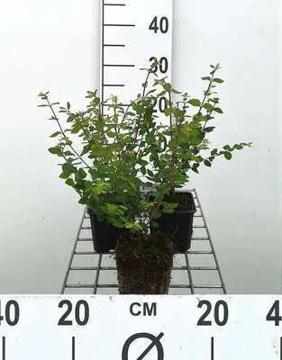 Imagen del producto de 12 plantas de *Symphoricarpos chen.* 'Hancock' - Arbusto de bayas púrpuras 'Hancock' - Maceta de 9 cm x 9 cm