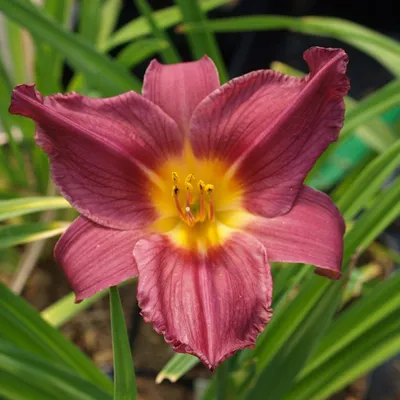 Obrázok produktu pre 6 x denivka  - Hemerocallis 'Summer Wine'  | Kvetináč 9 cm x 9 cm